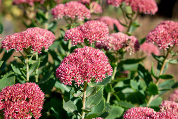 Beautiful pink flowers on a background of sunlight in the park. Spring summer floral background.