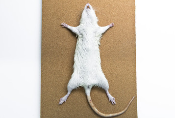 Rat anatomy on the dissection tray 