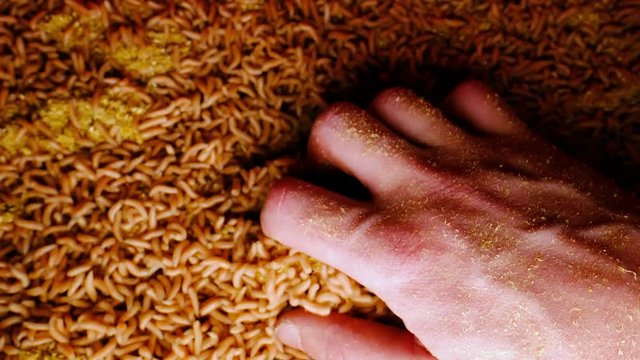 Hand with a handful of white maggots. large pile of worms. fishing lure