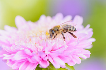Bee picking pollen o autumn flower. Beauty colorful natural background. 
