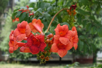 Showy trumpet shaped flowers of Campsis radicans