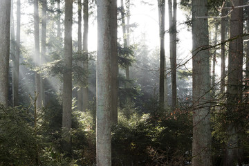 Fototapeta na wymiar rays of sunlight in the forest