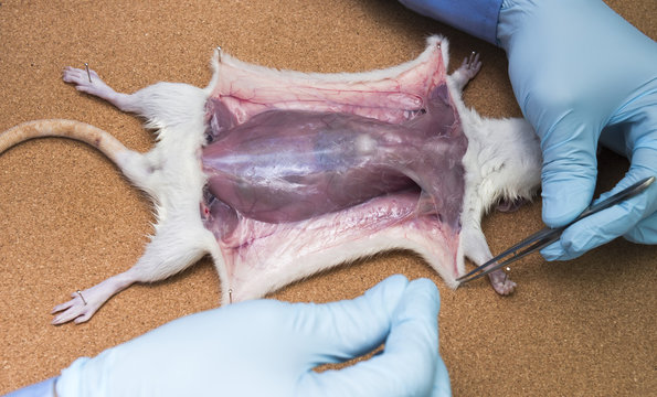 Rat anatomy on the dissection tray 