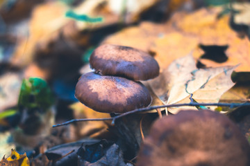 Mushrooms in an autumn forest in nature with a blurred background.