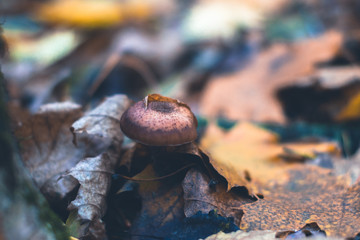 Mushrooms in an autumn forest in nature with a blurred background.