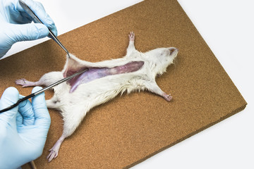 Rat anatomy on the dissection tray 