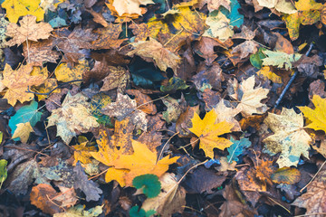 Dry leaves in autumn forest on a blurred background.