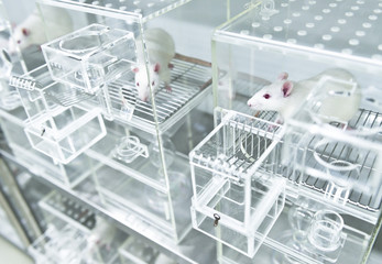 Animal experiments for urine collection using white rats in metabolic cages