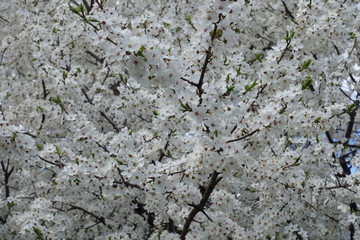 Blossoming branches of plum covered the sky