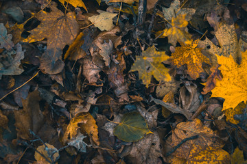 Dry leaves in autumn forest on a blurred background.