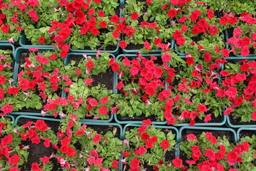 Pans with flowering bright  scarlet red petunias