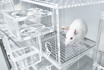 Animal experiments for urine collection using white rats in metabolic cages