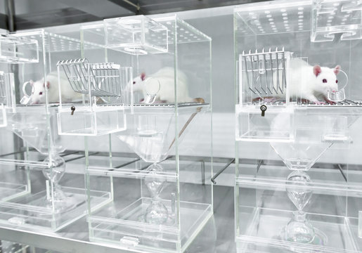 Animal experiments for urine collection using white rats in metabolic cages