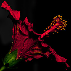 Hibiskus © Stefan Grund