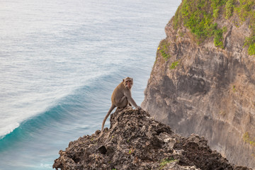 Monkey sitting on rock and look to camera near Uluwatu temple, Bali, Indonesia.