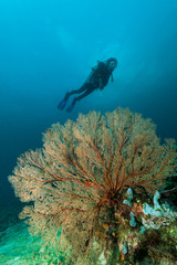 sea fan on the slope of a coral reef with a diver at depth