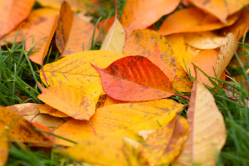 fallen leaves on grass