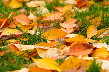 fallen leaves on grass