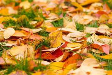 fallen leaves on grass