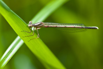 Libelle