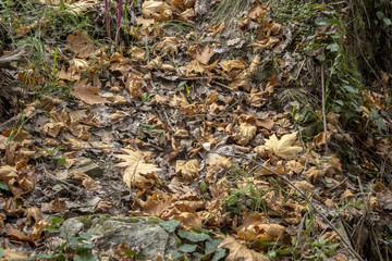 Trees dropped the leaves on the gorund at season of autumn