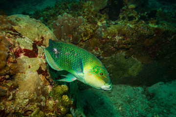 Fototapeta na wymiar Parrotfish