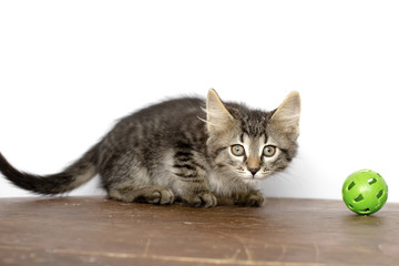cute kitten is sitting on the floor. He plays and looks at the camera. Color mottled.