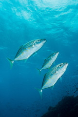 yellow-spotted trevally fish
