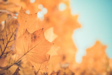 Orange leaves on autumnal background concept