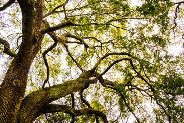 Fototapeta premium big oak tree branches scenic view from below in charleston south carolina