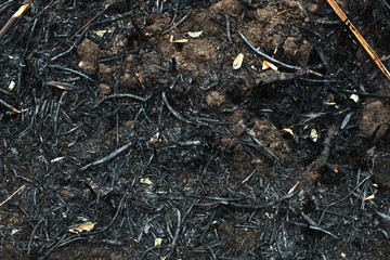 after the burnt ashes of reeds