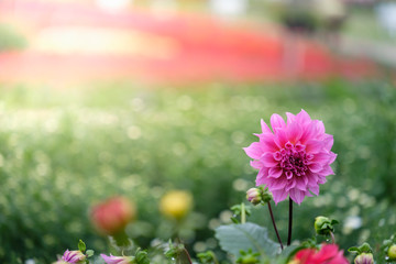 Obraz premium Beautiful pink Dahlia flower in the green garden for wedding, invitation, Valentine and Mother's Day.