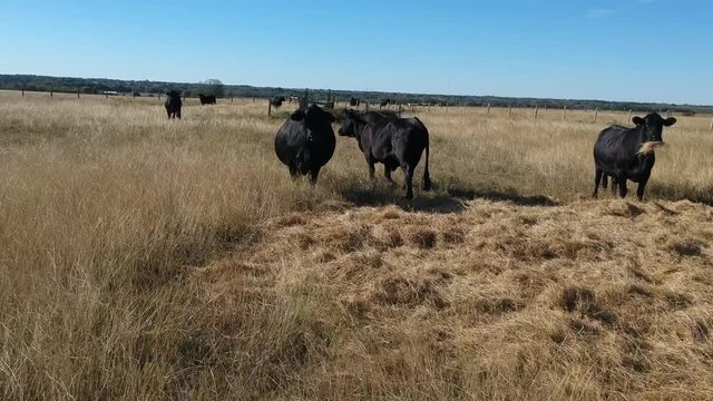 Drone_Texas_cows
