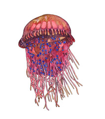 Jellyfish watercolor illustration