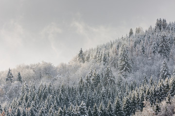 Forêt des Vosges en hiver