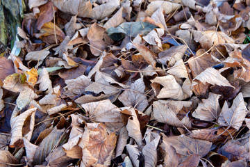Fallen autumn leaves