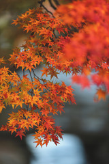 maple leave in autumn