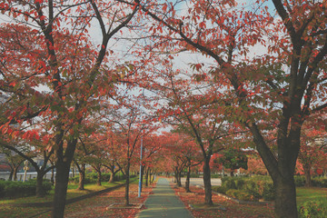 Naklejka premium walk way under red tree