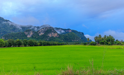 Fototapeta na wymiar Landscape of rice field in the countryside of Thailand.