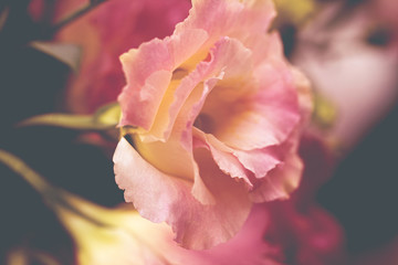 Pink Beautiful Eustoma flowers. Lisianthus, tulip gentian, eustomas. Background.  Vintage style