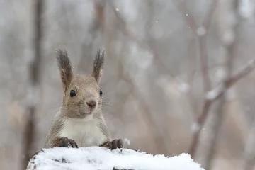 Fotobehang 冬のエゾリス © mihiro_wildlife