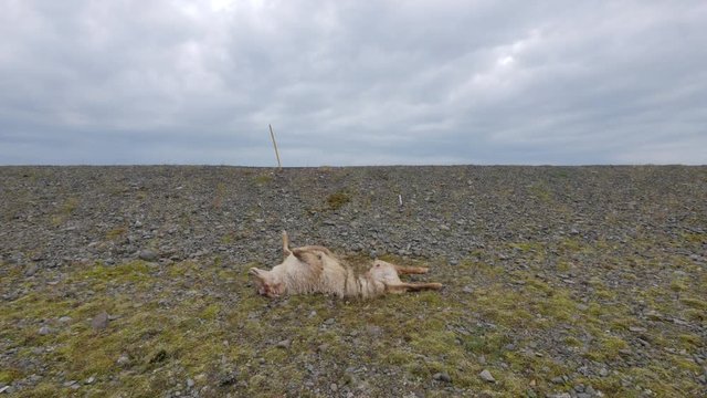 ICELAND Rettir sheep Schaf roadkill