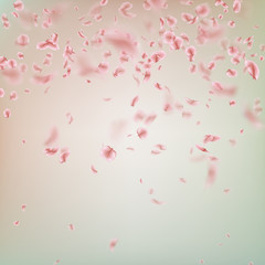 Spring background with pink Sakura petals. EPS 10 vector