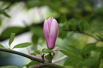 magnolia bud