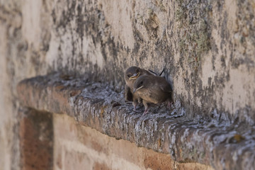 Swallow chicks (Hirundo rustica) waiting to be fed.