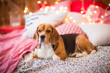 cute dog in the christmas lights