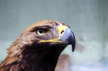 Eagle
