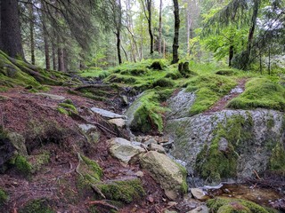 Morning in the forest, Nordic natural landscape, mount Ulriken, Bergen, Norway 