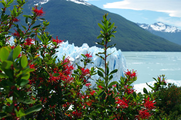 Obrazy na Szkle  Czerwone kwiaty przed Perito Moreno