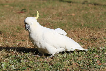 wild cockatoo on ground